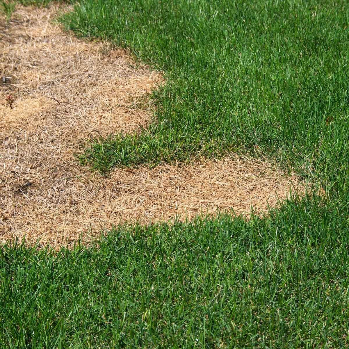 A patch of green grass contrasts with a dry, brown area, indicating possible lawn damage or drought conditions within a well-maintained yard
