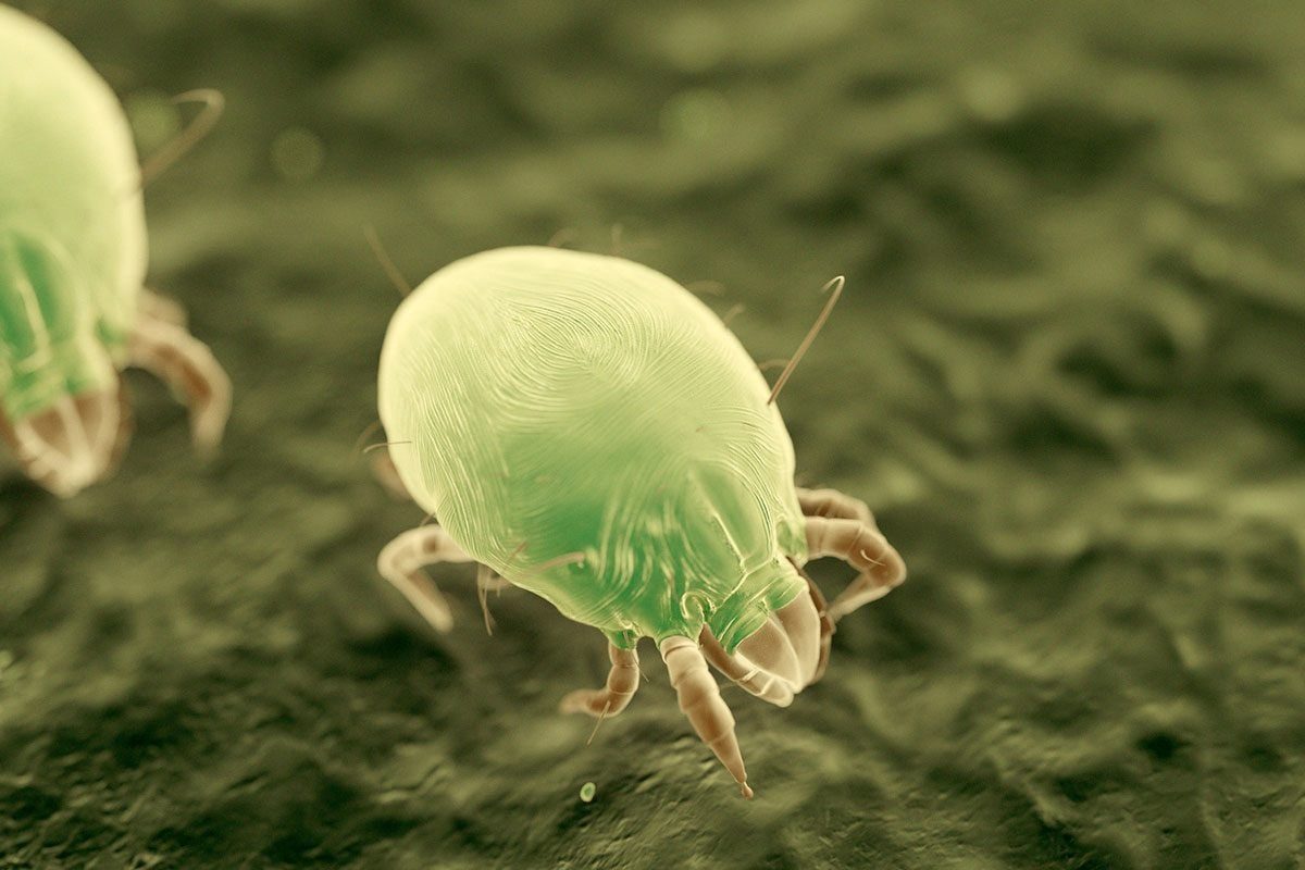 A microscopic mite is moving on a textured surface, displaying a greenish hue and fine body details under bright illumination.