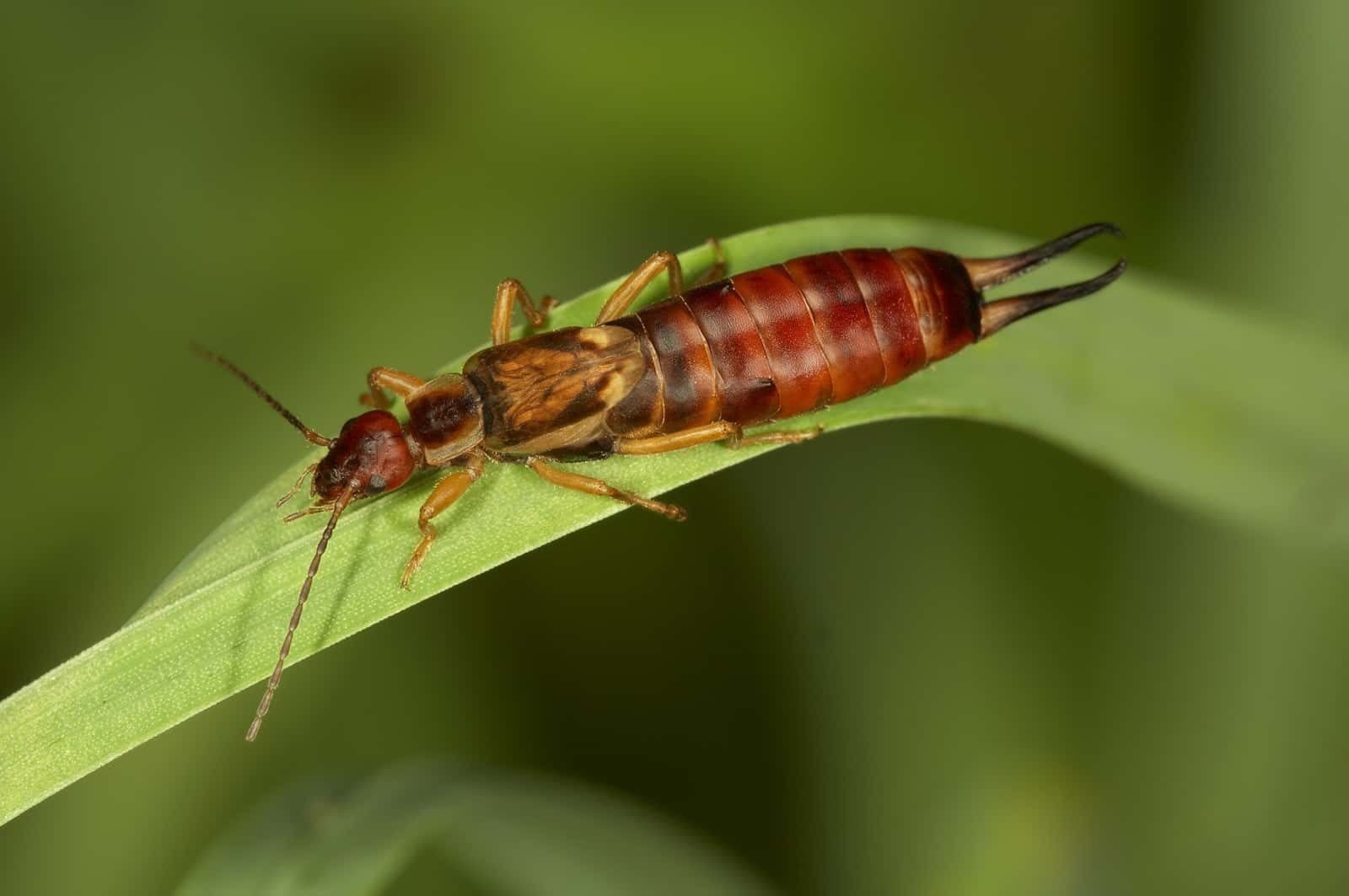Earwig Pest Control – A Guide to the Common "Pincher Bug"