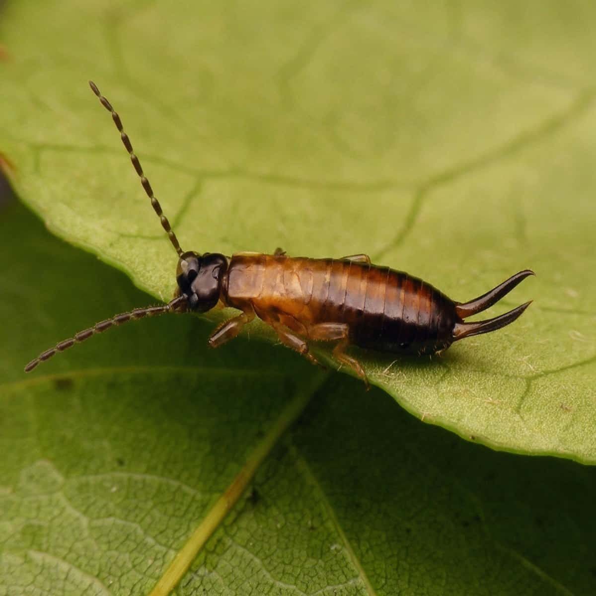 An Earwig's Life Cycle and Infestations in the House