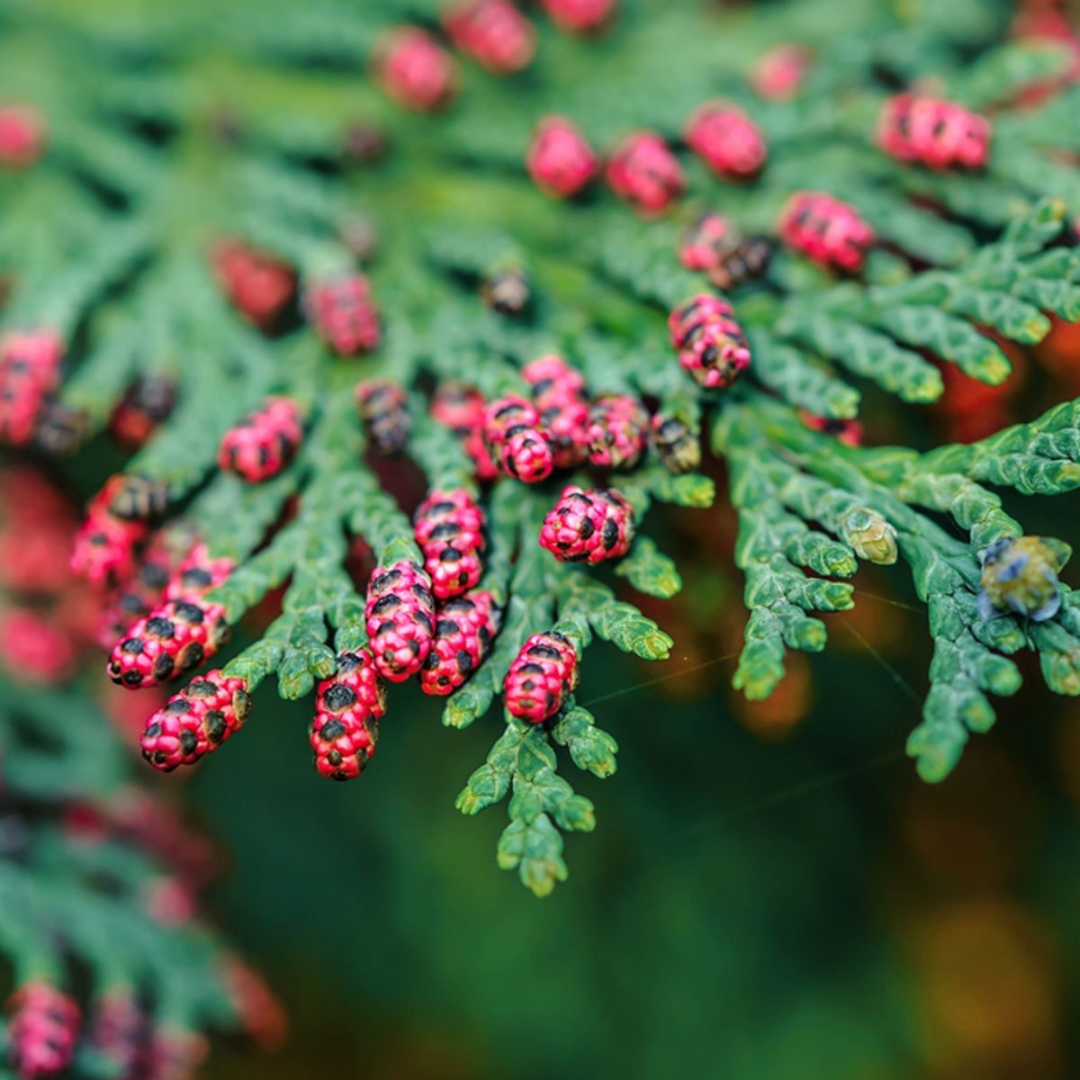 Live Christmas Tree vs. Artificial: Which One Is Better?