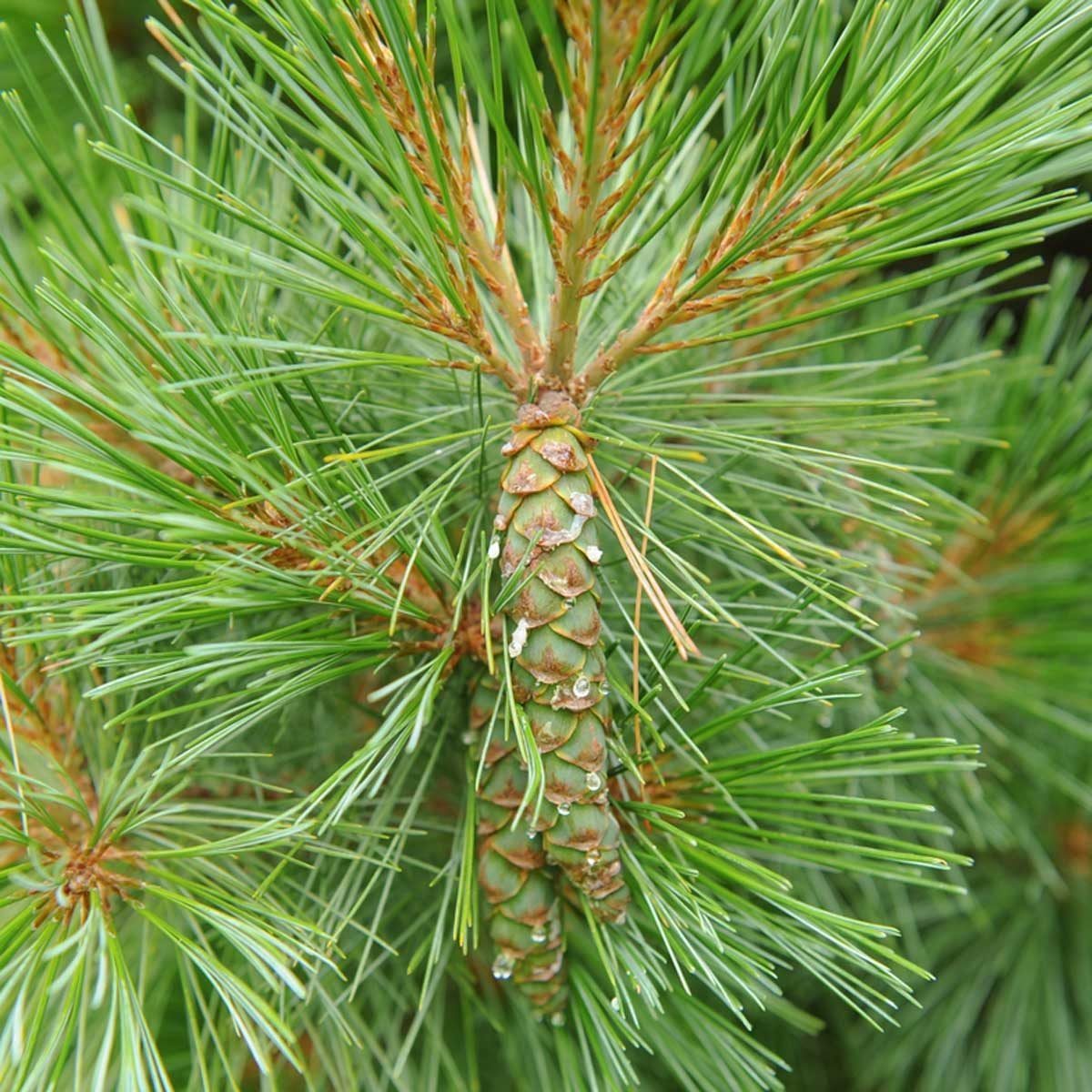 Live Christmas Tree vs. Artificial: Which One Is Better?