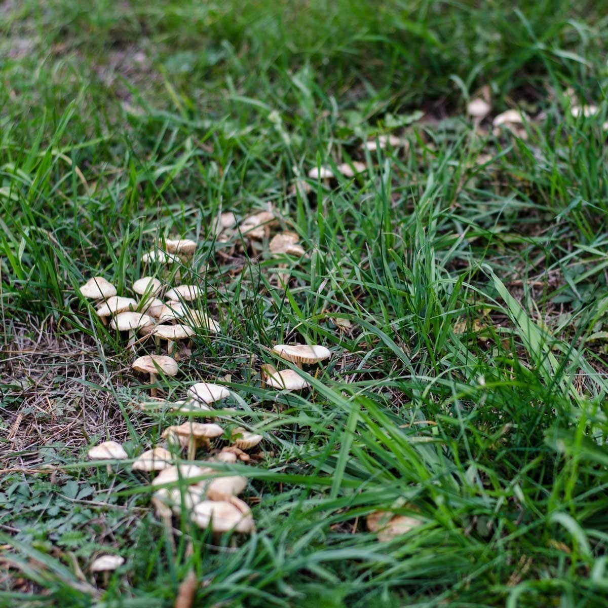 Mushrooms are scattered across a grassy area, partially hidden among the blades of grass, indicating a natural environment.