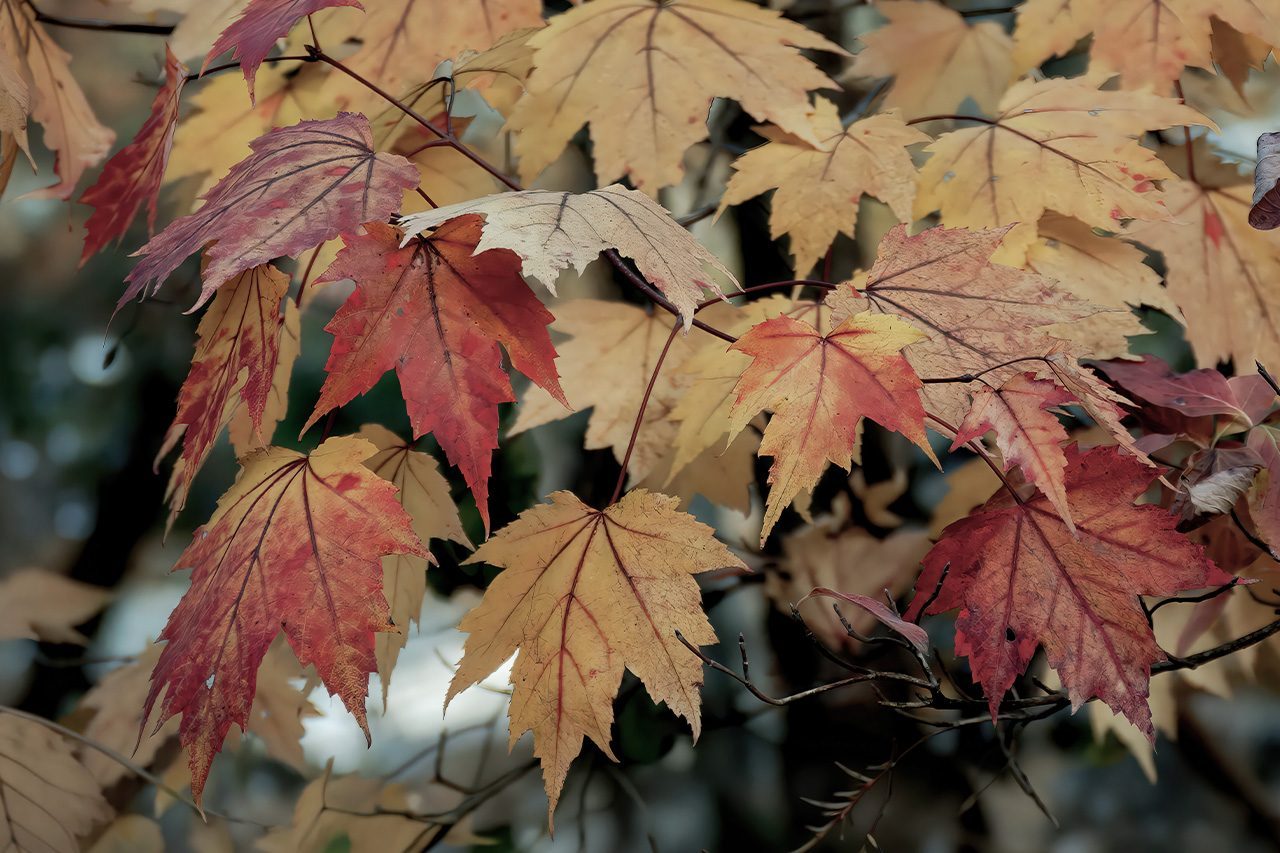 The Climate Factors That Could Make This Year's Fall Leaves Less Spectacular