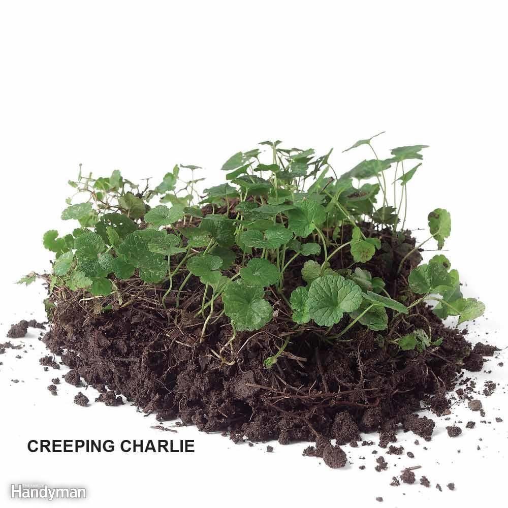 Why You Should Consider Creating a Garden Bed Edging