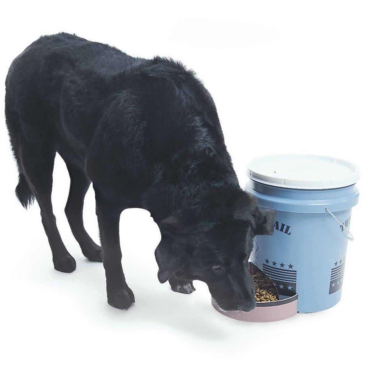 A black dog is eating from a bowl attached to a blue food container in a bright, minimalistic environment.