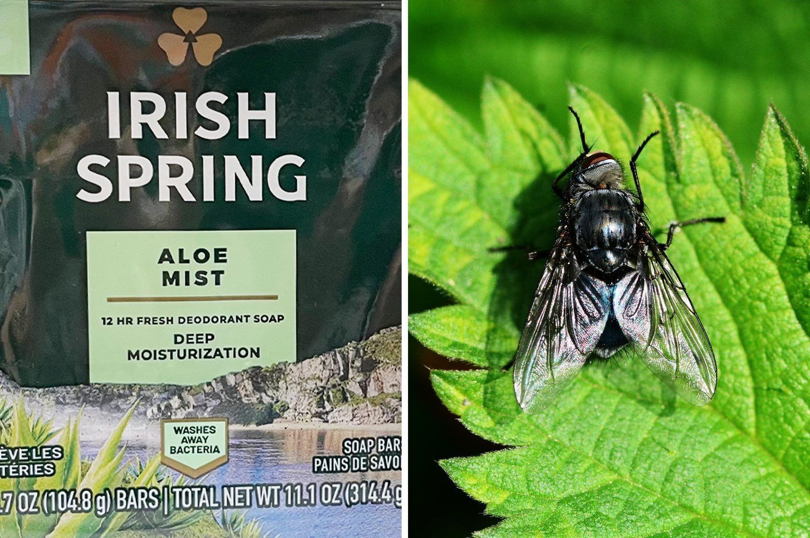 Does Irish Spring Soap Really Keep Mosquitoes Away? Experts Weigh In
