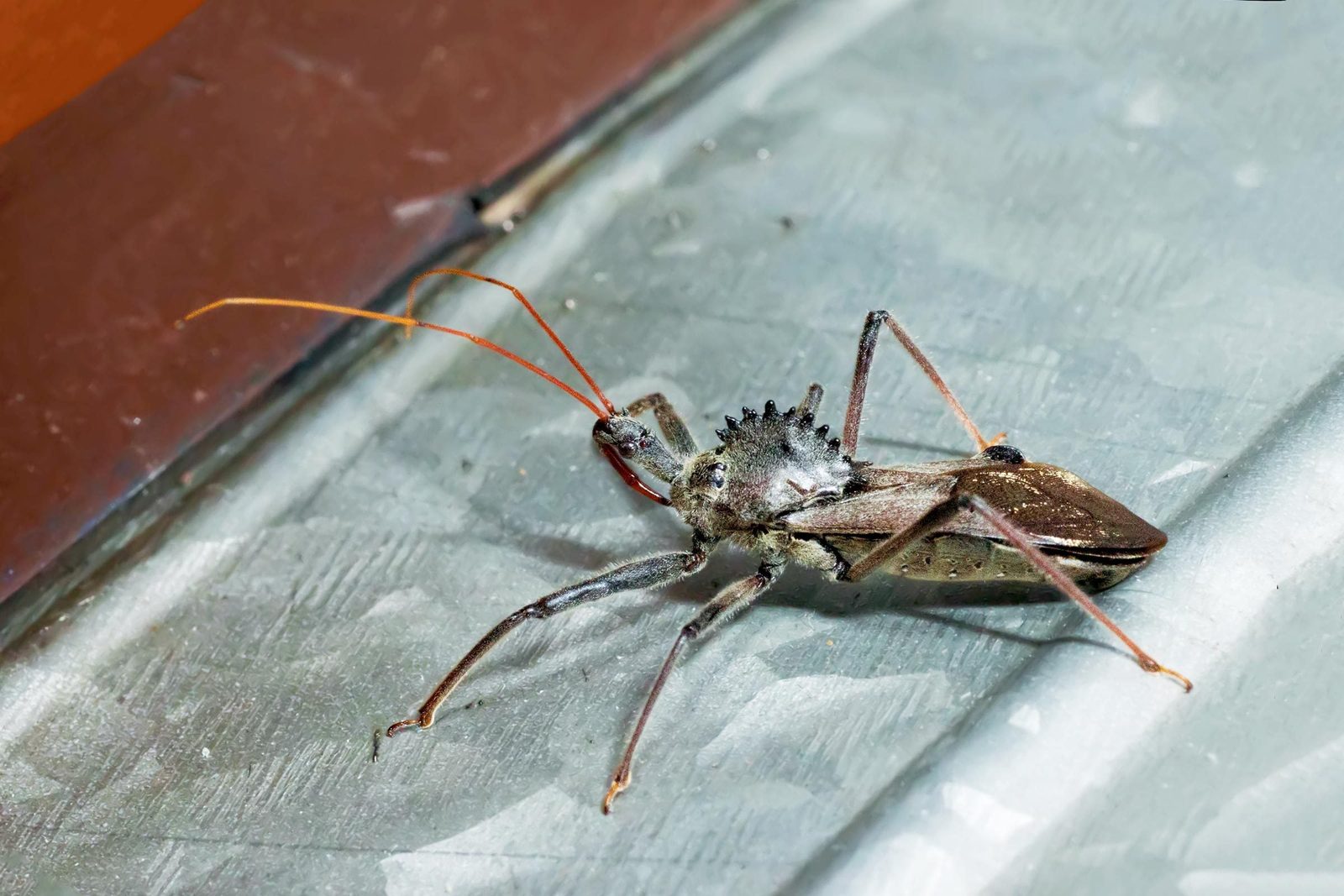 A large insect with long antennae crawls across a metallic surface, displaying a texture of ridges and reflections in a dimly lit environmen