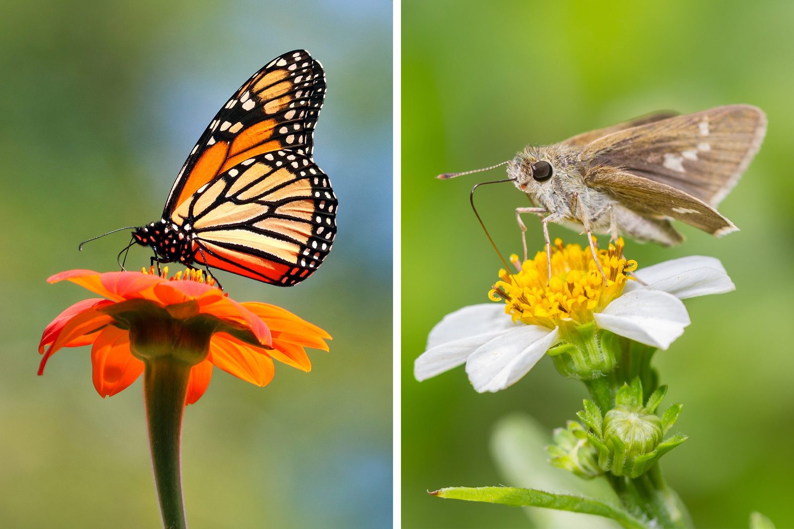 Butterfly vs. Moth: Which Is the Better Pollinator?