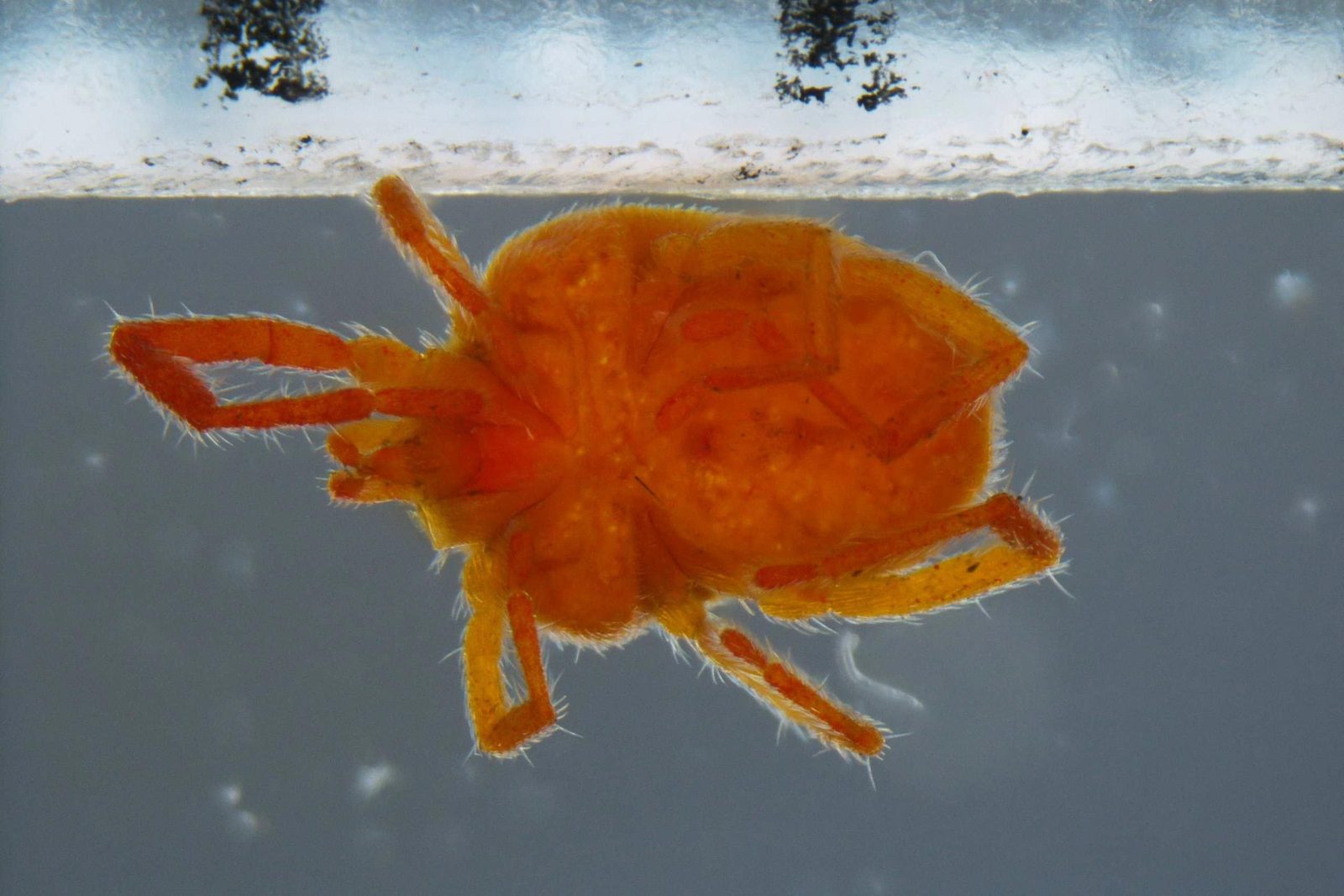 What Are Clover Mites and How Do I Get Rid of Them?