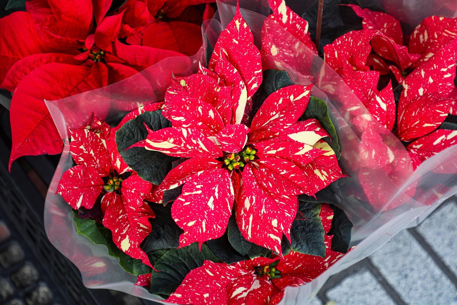 Bright, speckled red poinsettia flowers rest in transparent wrapping, surrounded by dark green leaves, displayed on a textured surface.