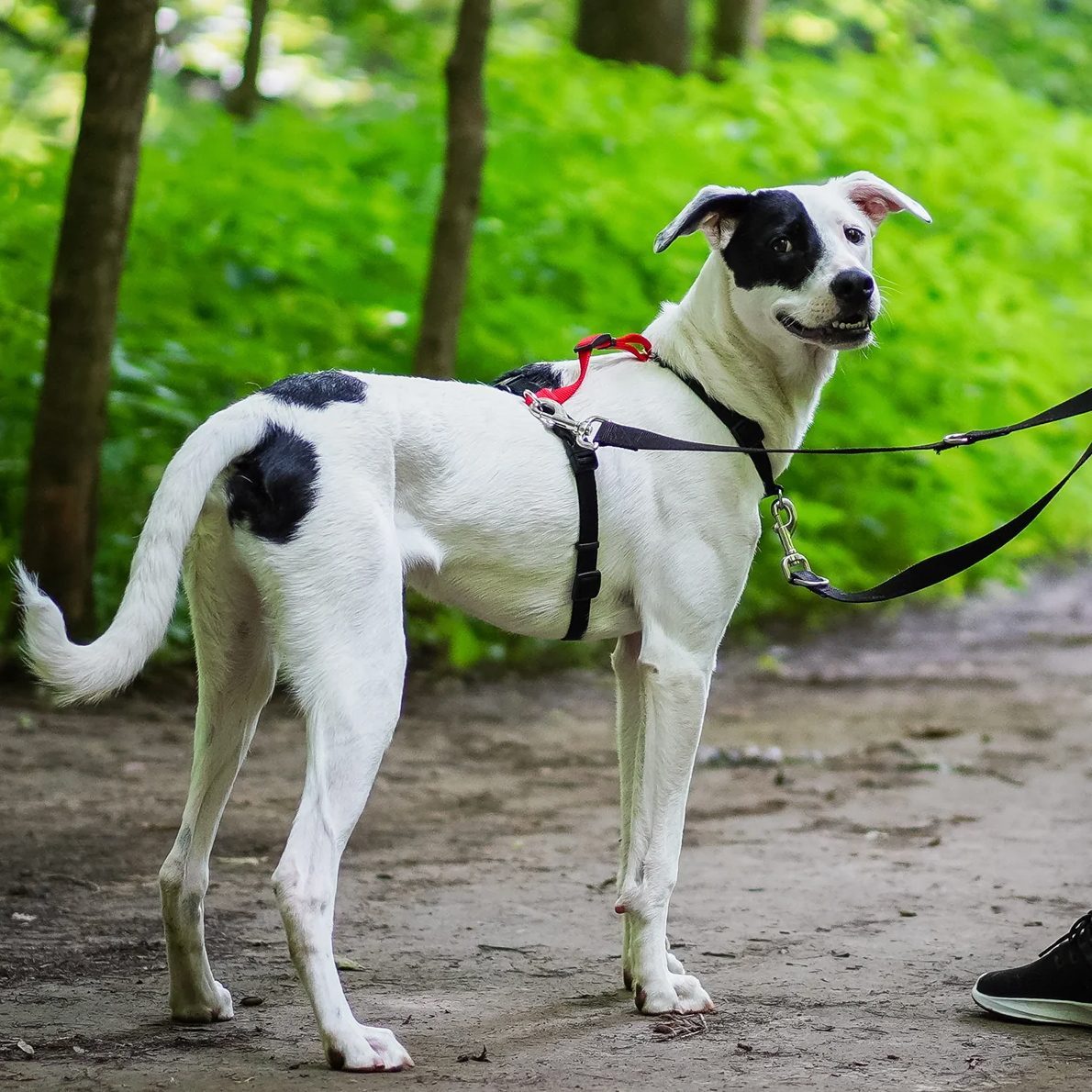 Blue-9 Balance Harness Review: Tried and Tested Adjustable, No-Pull Dog Harness!