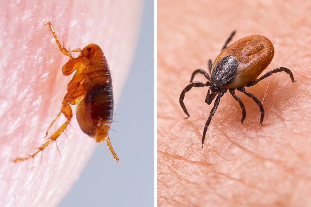 What's the Difference Between Fleas and Ticks?