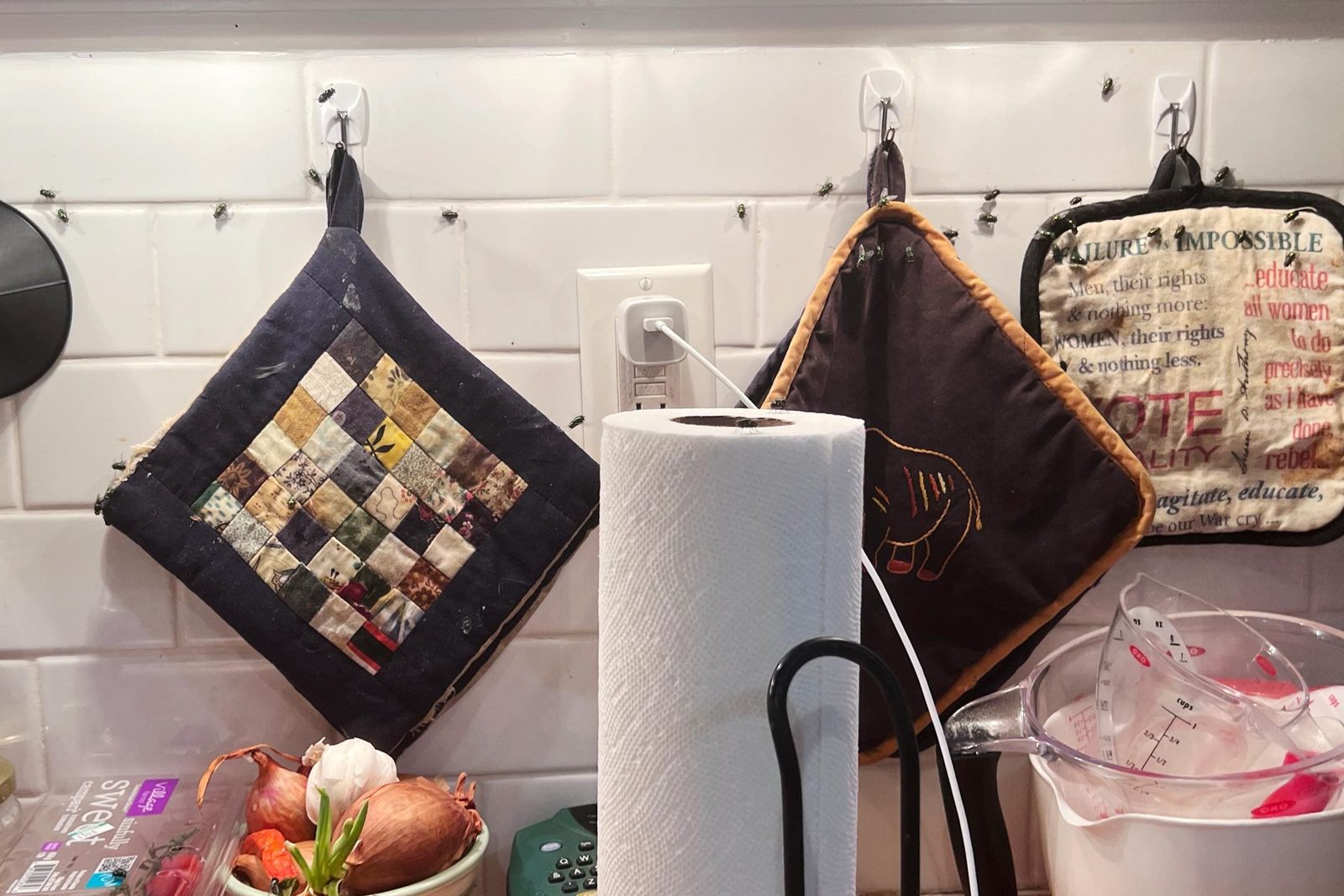 What Should You Do if Fly Eggs Hatch in Your House?