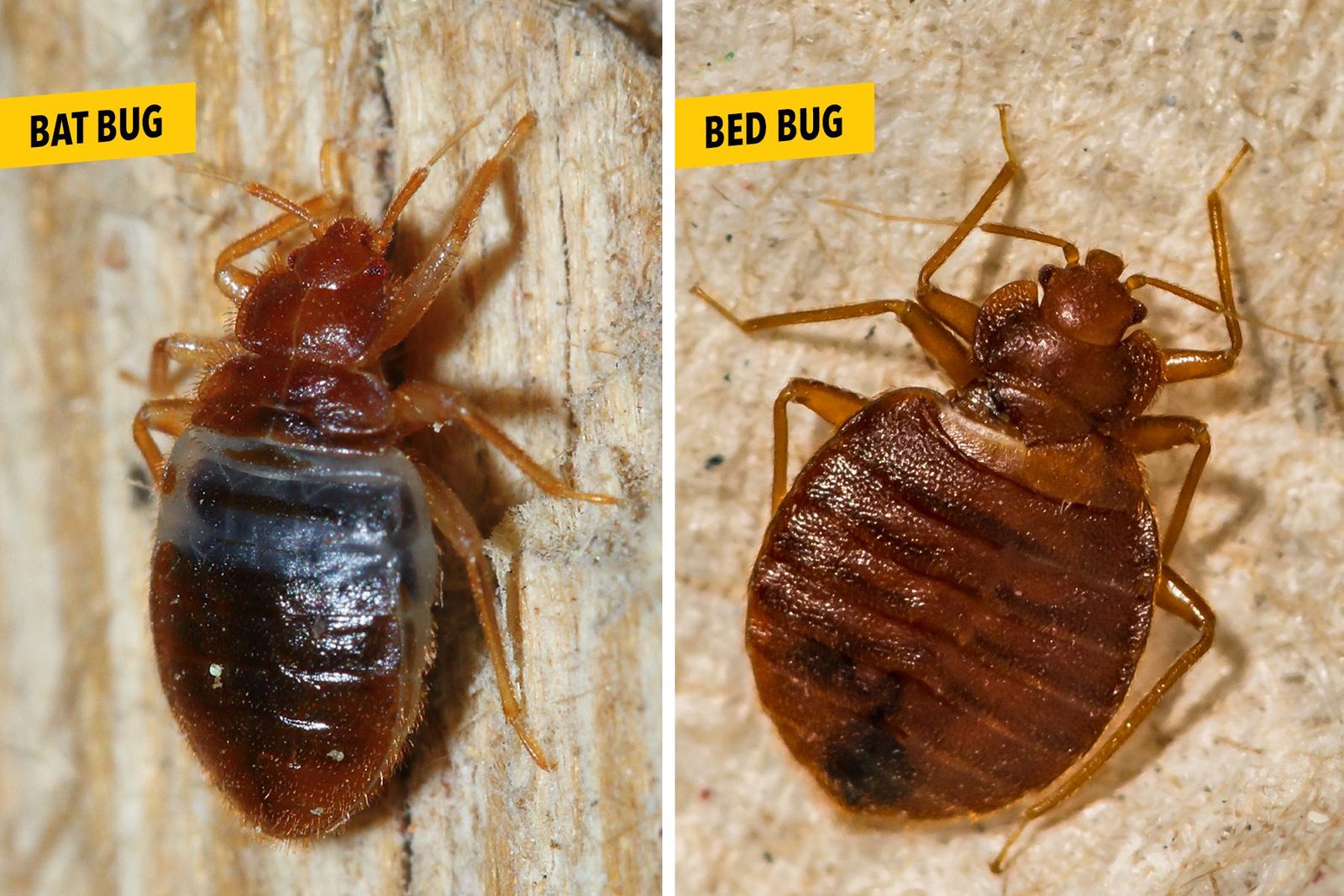 Bat Bugs vs. Bed Bugs: What's the Difference?