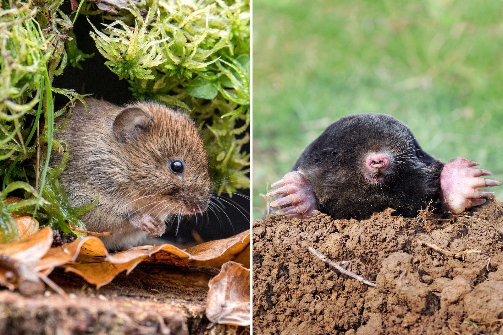A small brown rodent emerges from foliage, while a dark mole digs through moist dirt, exposing its paws in a green grassy environment.
