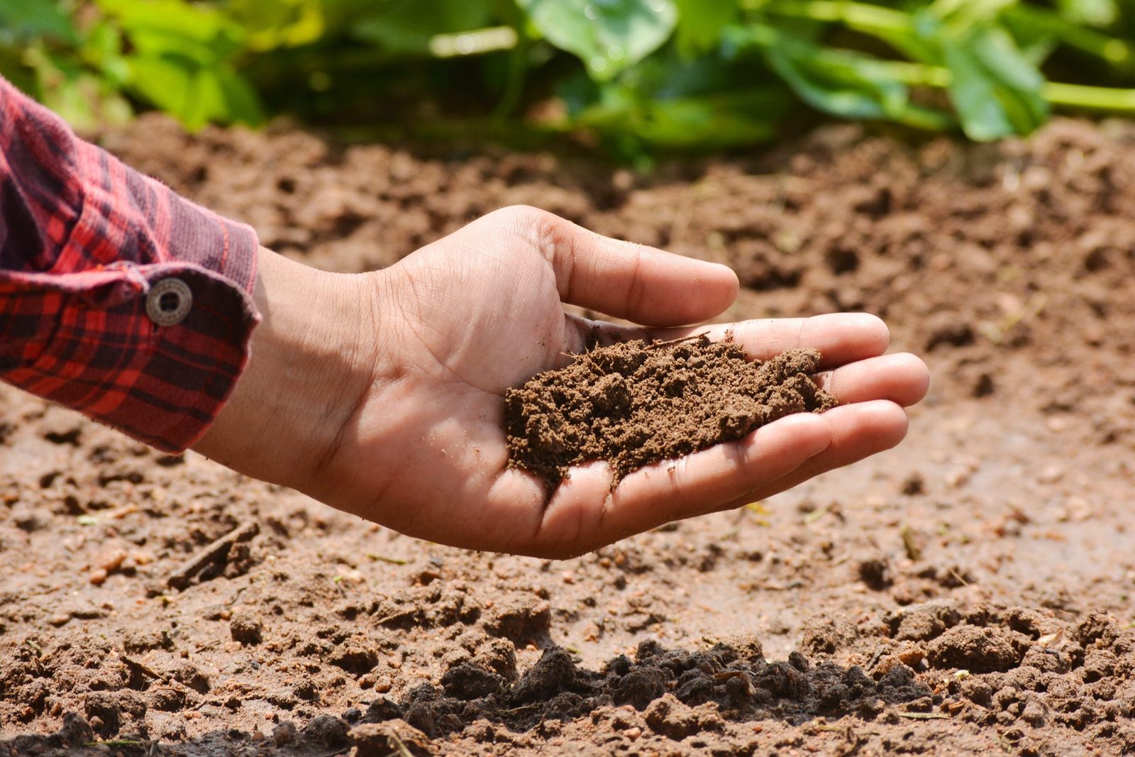 A hand holds a handful of soil, inspecting it while surrounded by tilled earth and greenery in a sunlit garden.