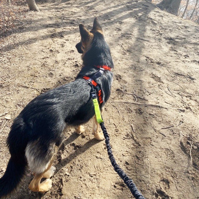 I Tried a Hands-Free Dog Leash, and I No Longer Dread Walking My Dog