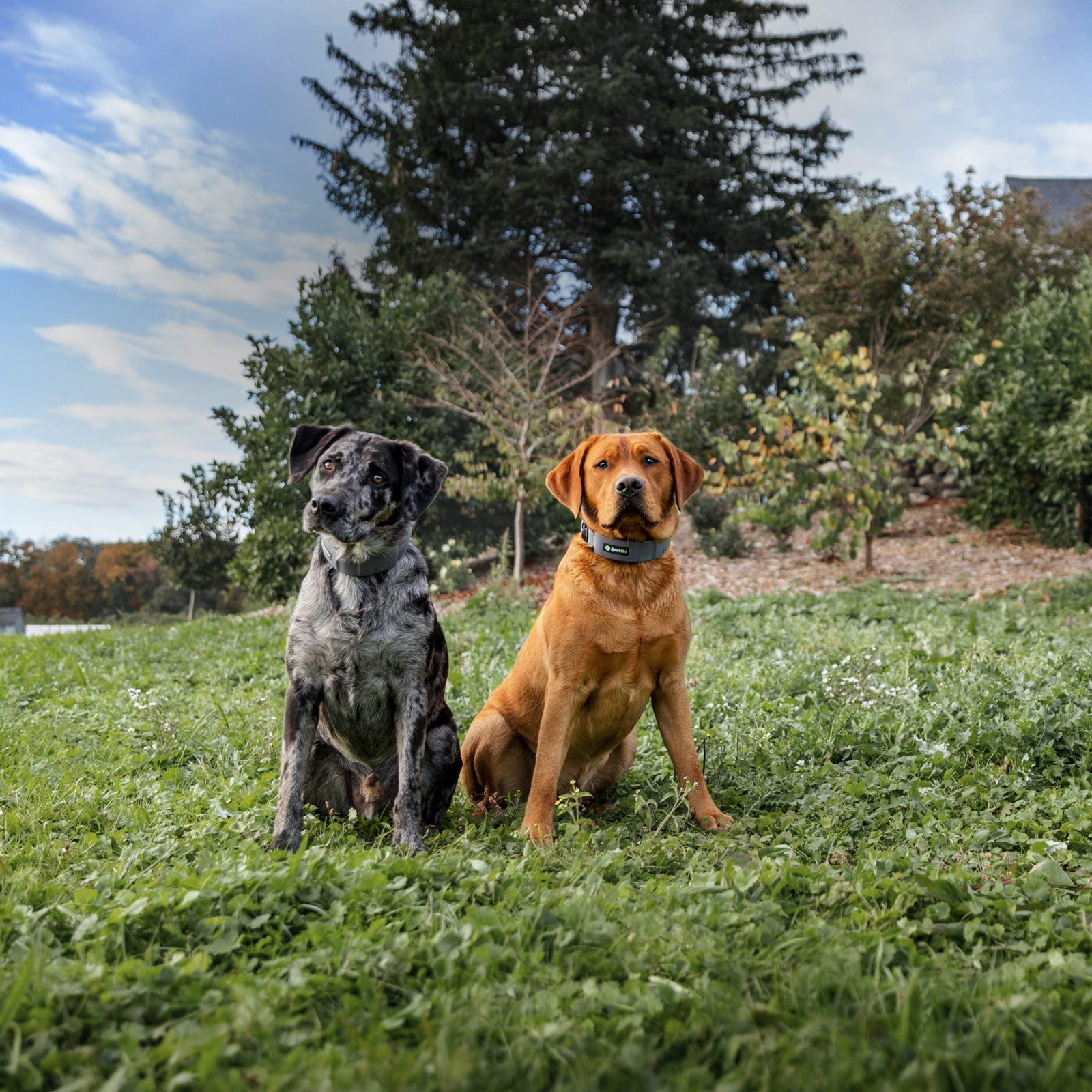 Two dogs sit on green grass, one black with gray patches and the other golden brown, in a peaceful outdoor setting with trees and a blue sky