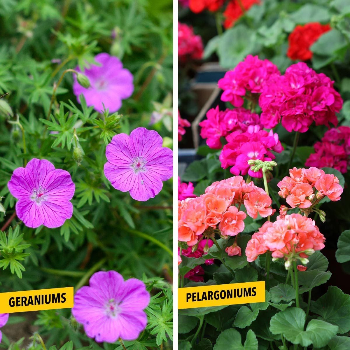 Purple flowers grow on the left, labeled "GERANIUMS." Bright pink and orange flowers on the right are labeled "PELARGONIUMS," surrounded by