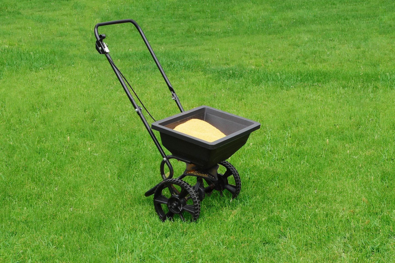 A black wheeled spreader filled with yellow material stands on a lush green lawn, ready for use in garden maintenance.