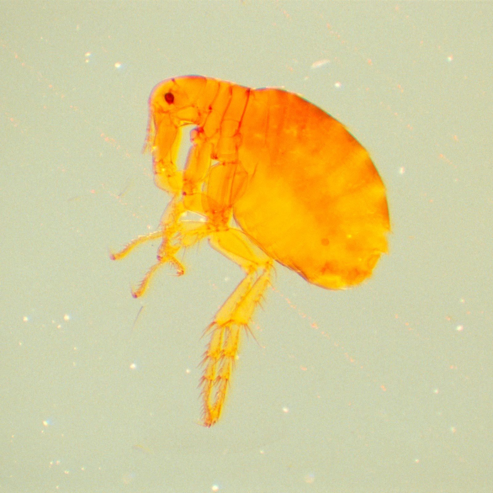 A translucent orange flea is suspended in a light background, displaying elongated legs and segmented body, suggesting its movement through