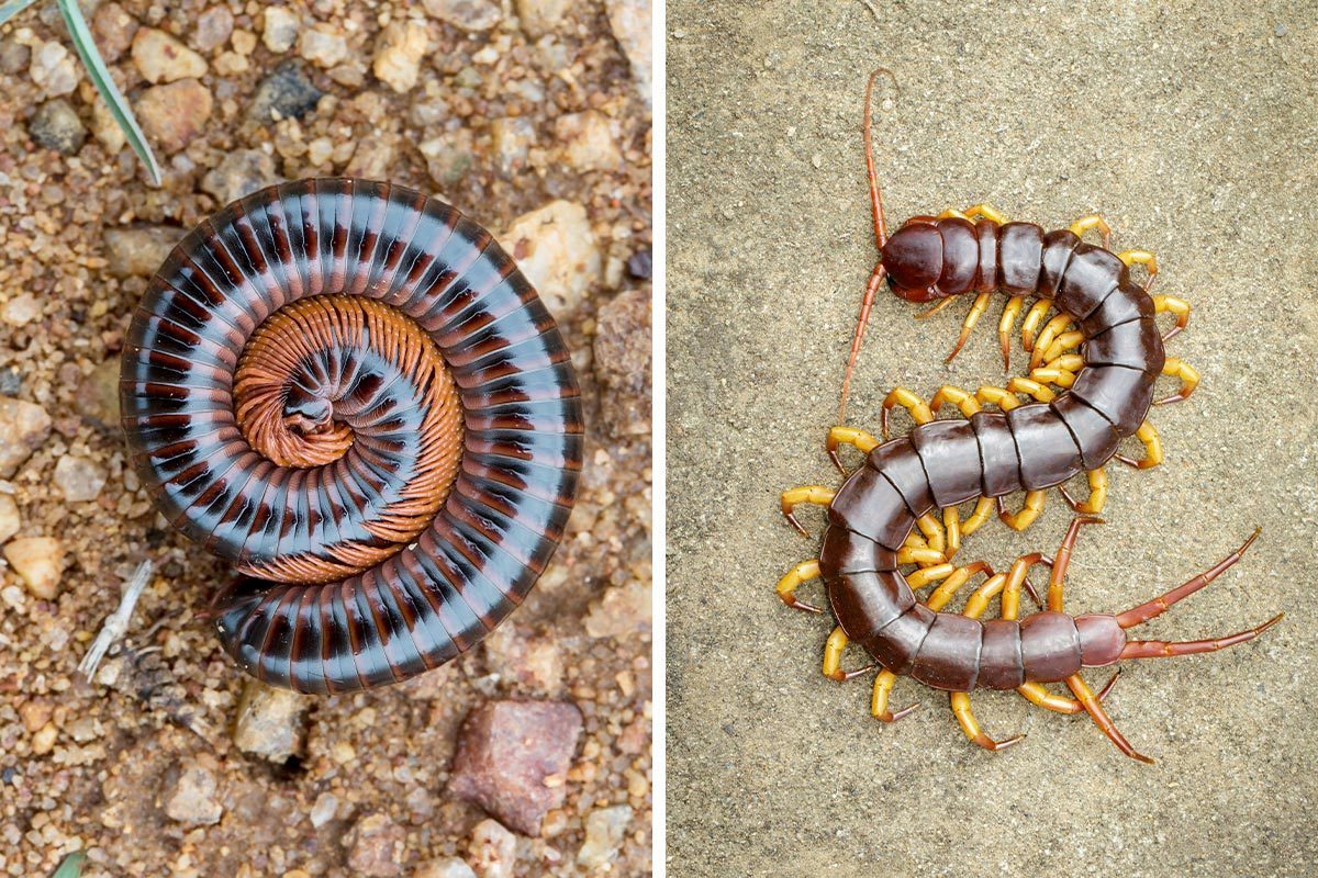Millipedes vs. Centipedes: What's the Difference?