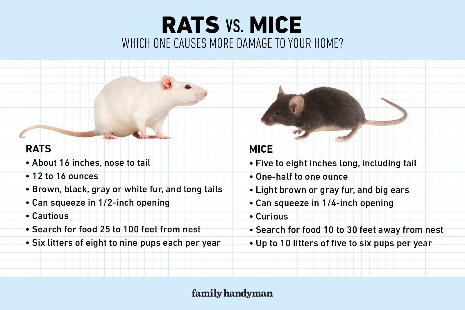 Rats vs. Mice: What's the Difference?