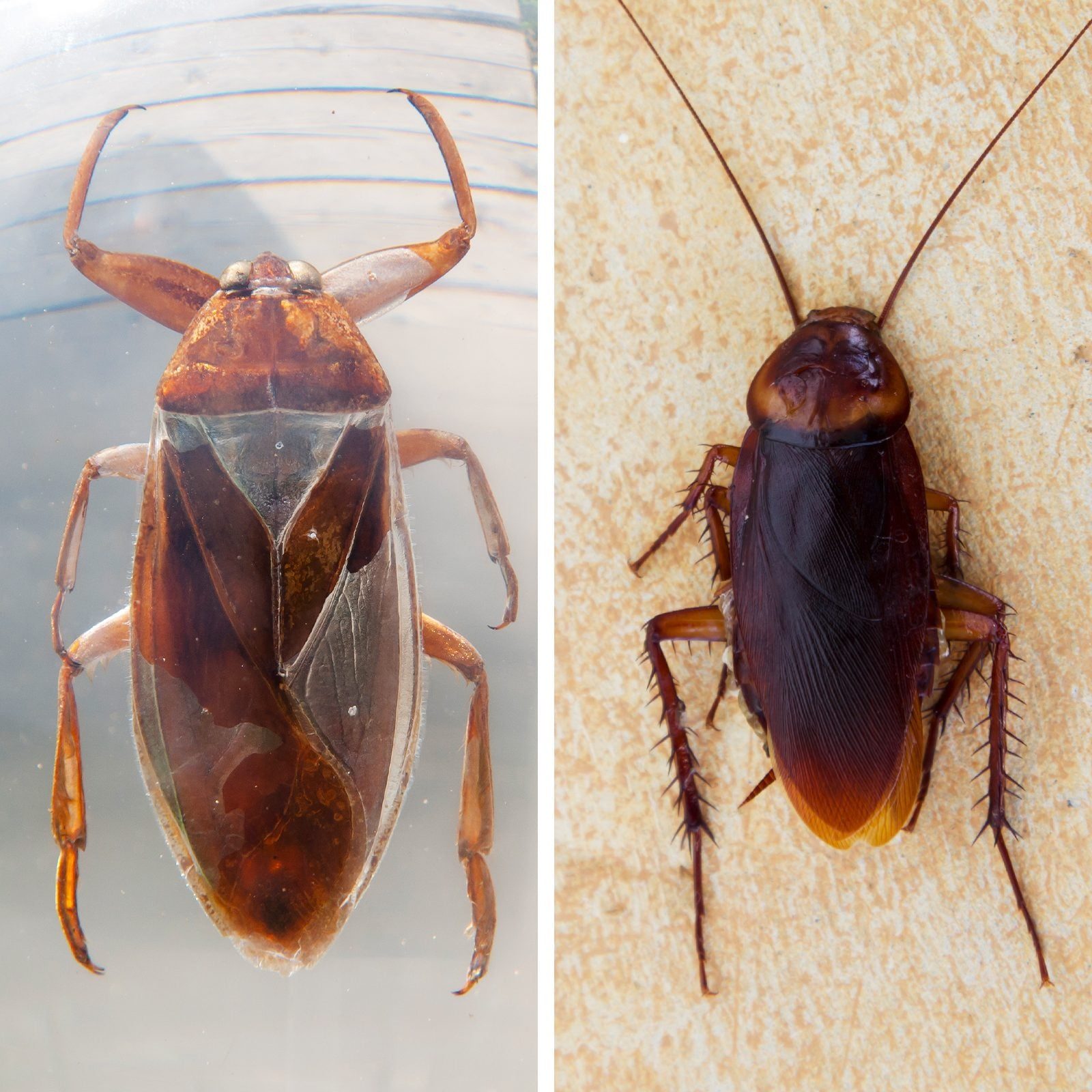 A large insect is submerged in water on the left, while a different brown insect is resting on a textured surface on the right.