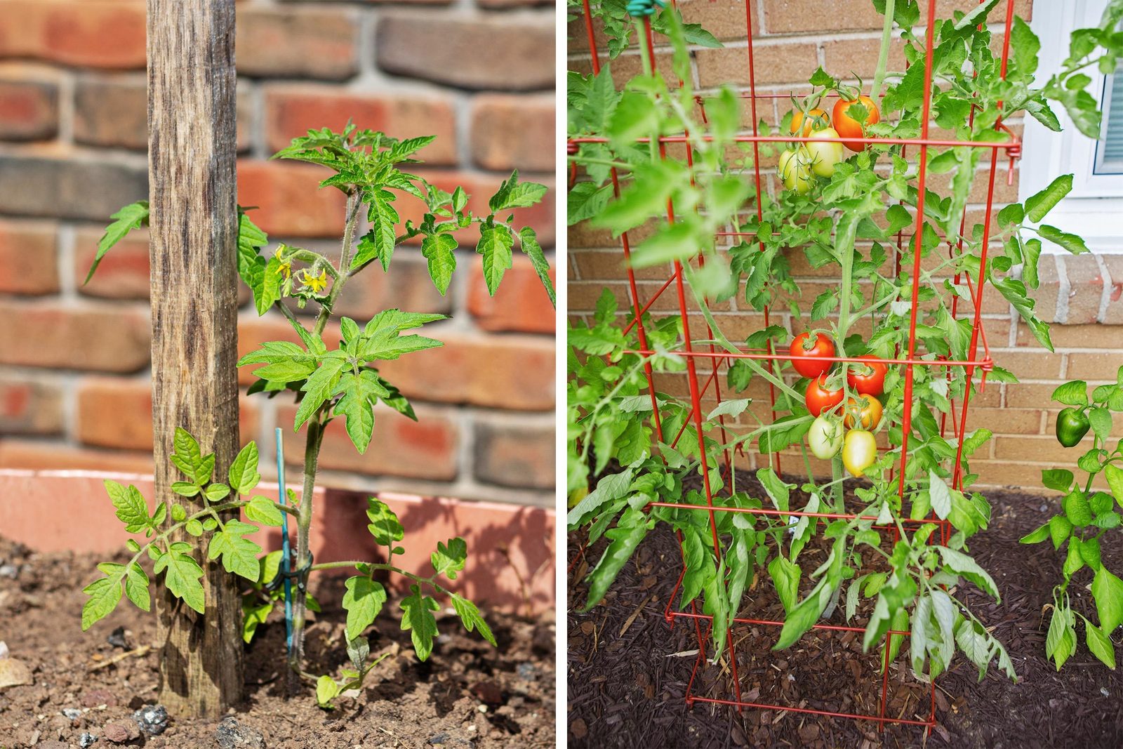 Do My Tomato Plants Need To Be Staked or Caged?