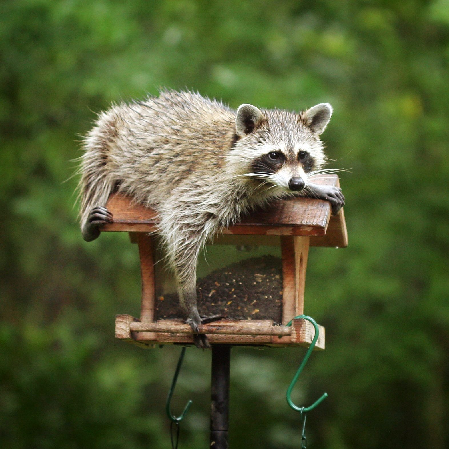 A raccoon lounges atop a bird feeder, resting its front paws on the edge, surrounded by blurred green foliage in a natural setting.