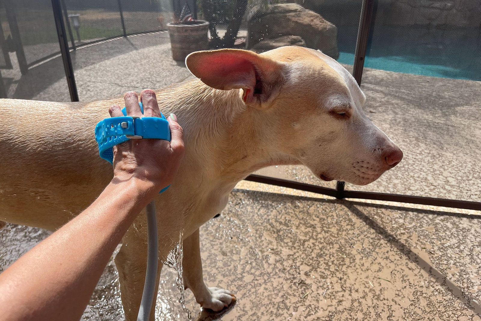Dog Ernie Bathing outside