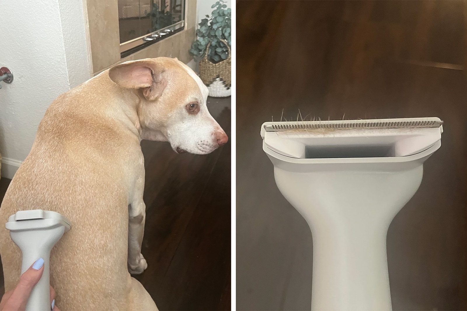 Dog and dog hair trimmer side by side