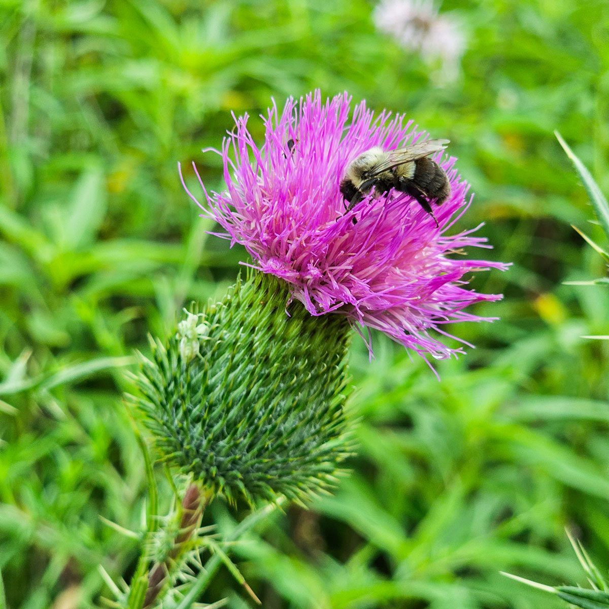 How to Get Rid of Thistle Weeds for Good