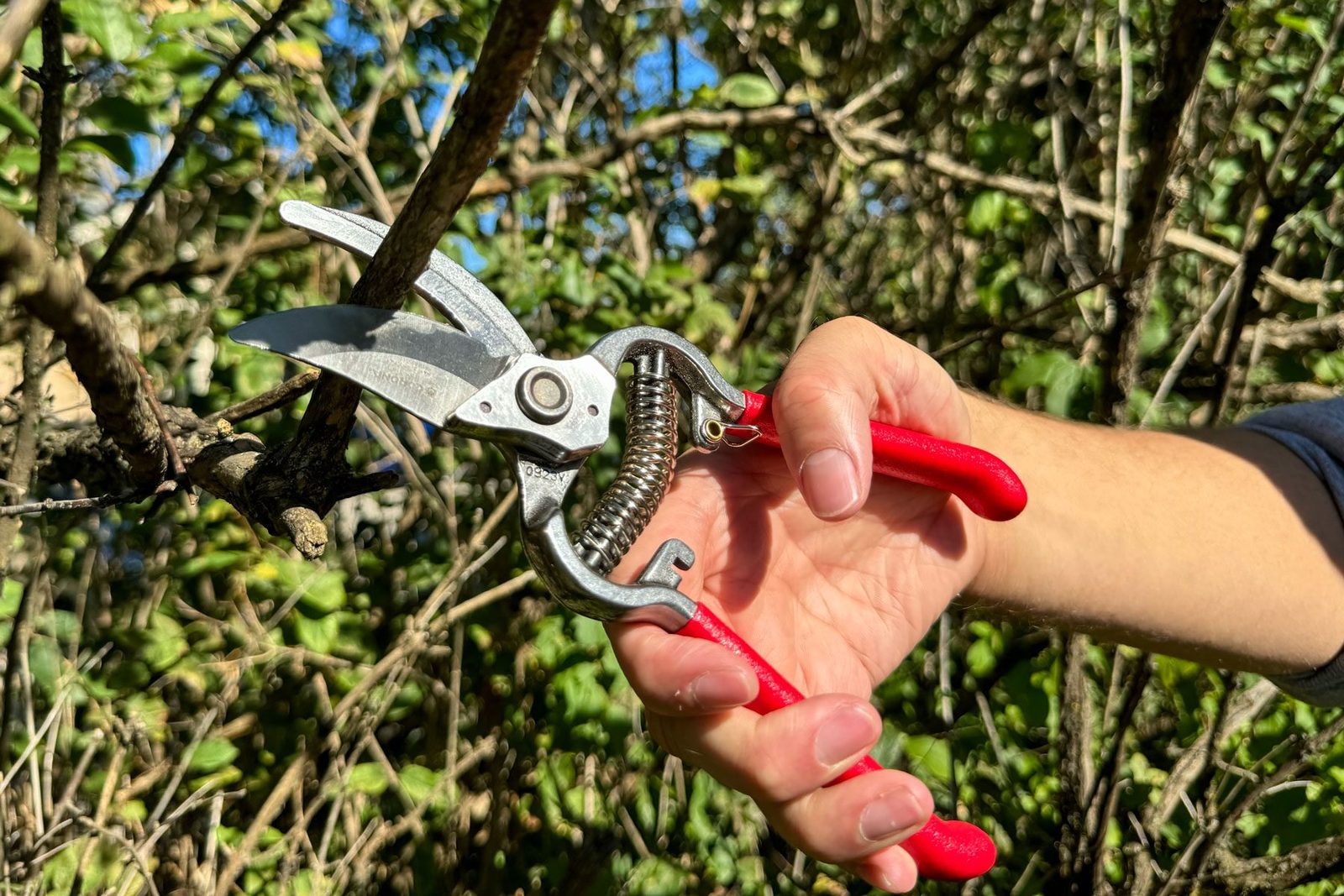 Corona Pruners Review: We Tried It and Were Not Impressed