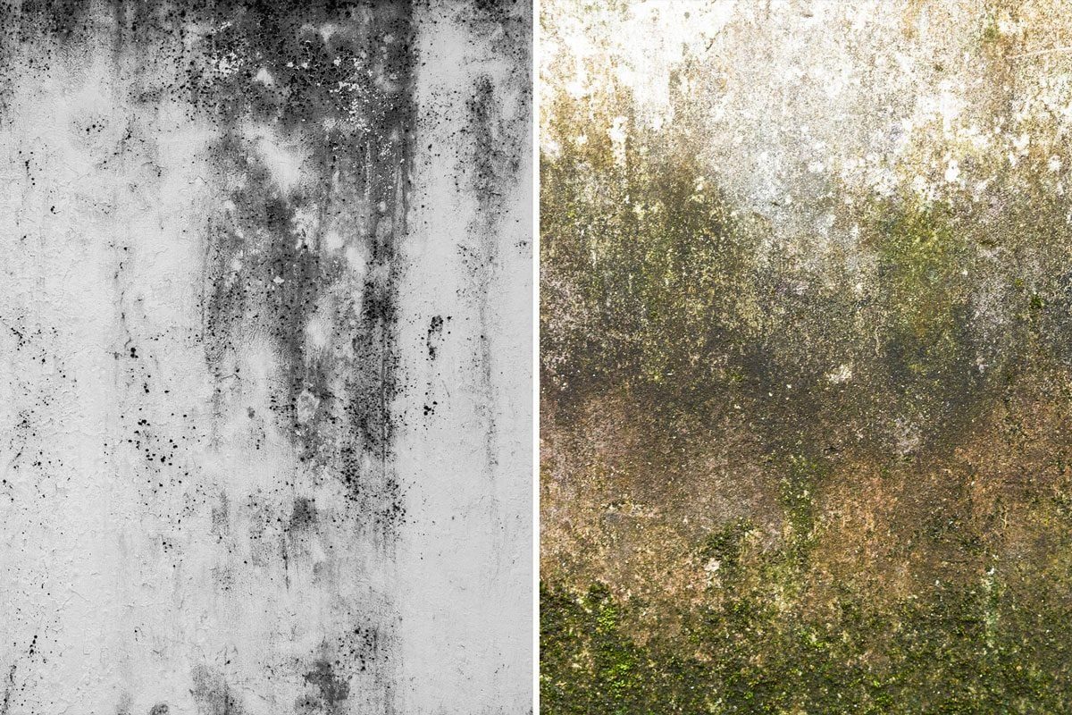 Is It Mold Or Mildew