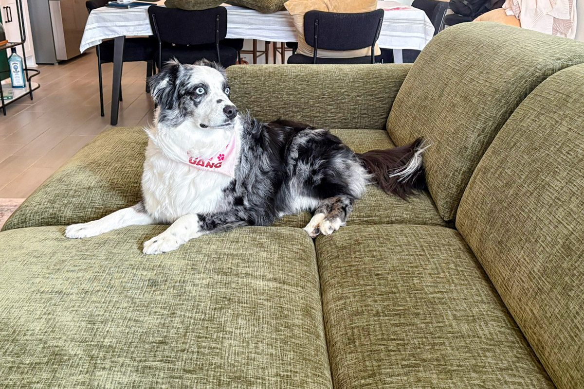 Australian shepherd dog sitting on Povison Aurora Power Sleeper Sofa
