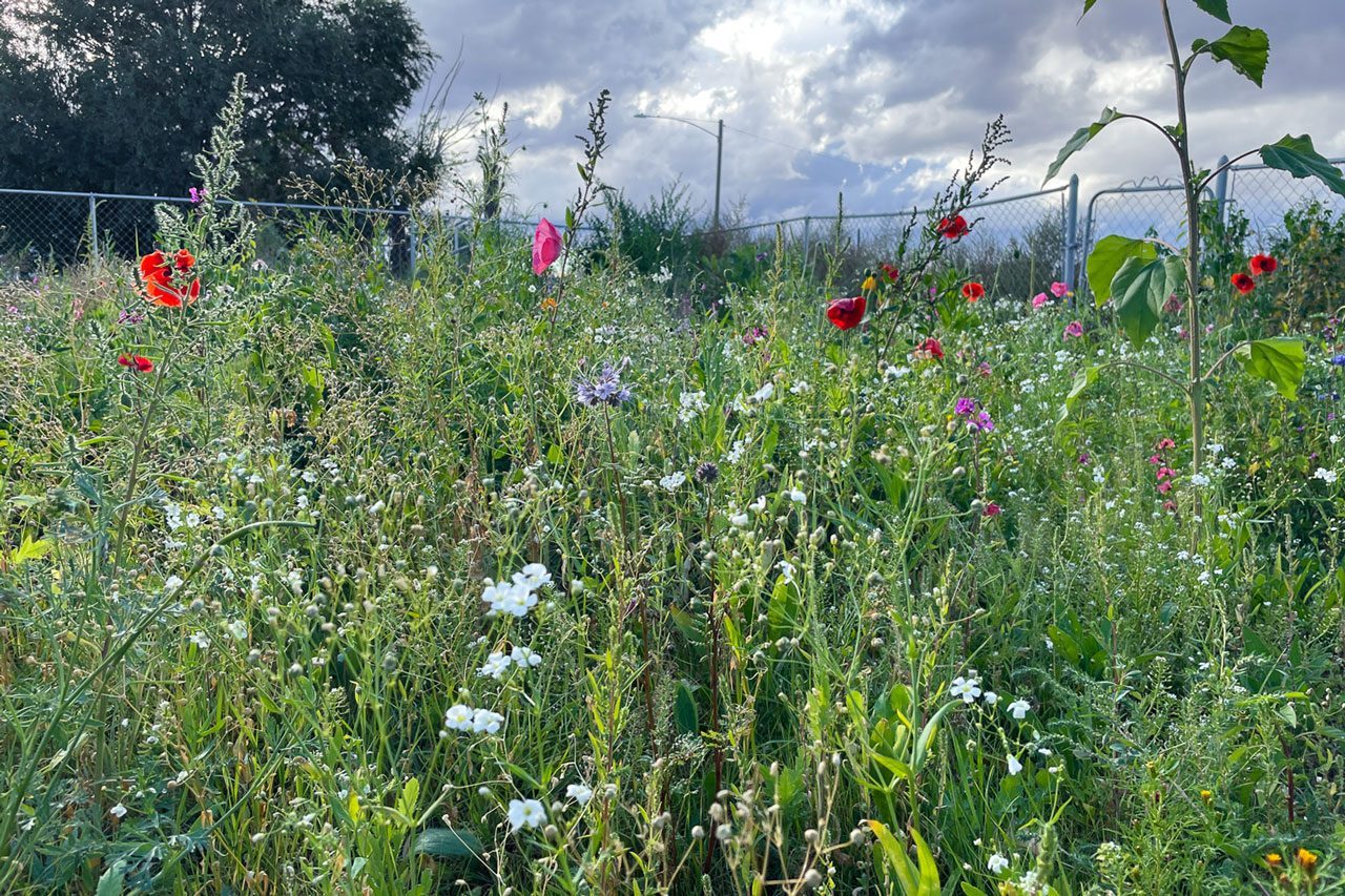 close up of flowers in a wildflower meadow