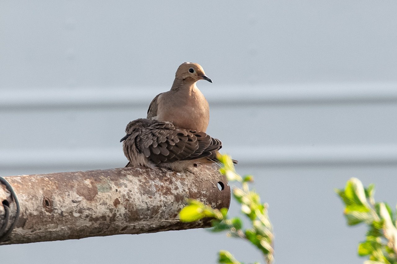 dove with fledgling