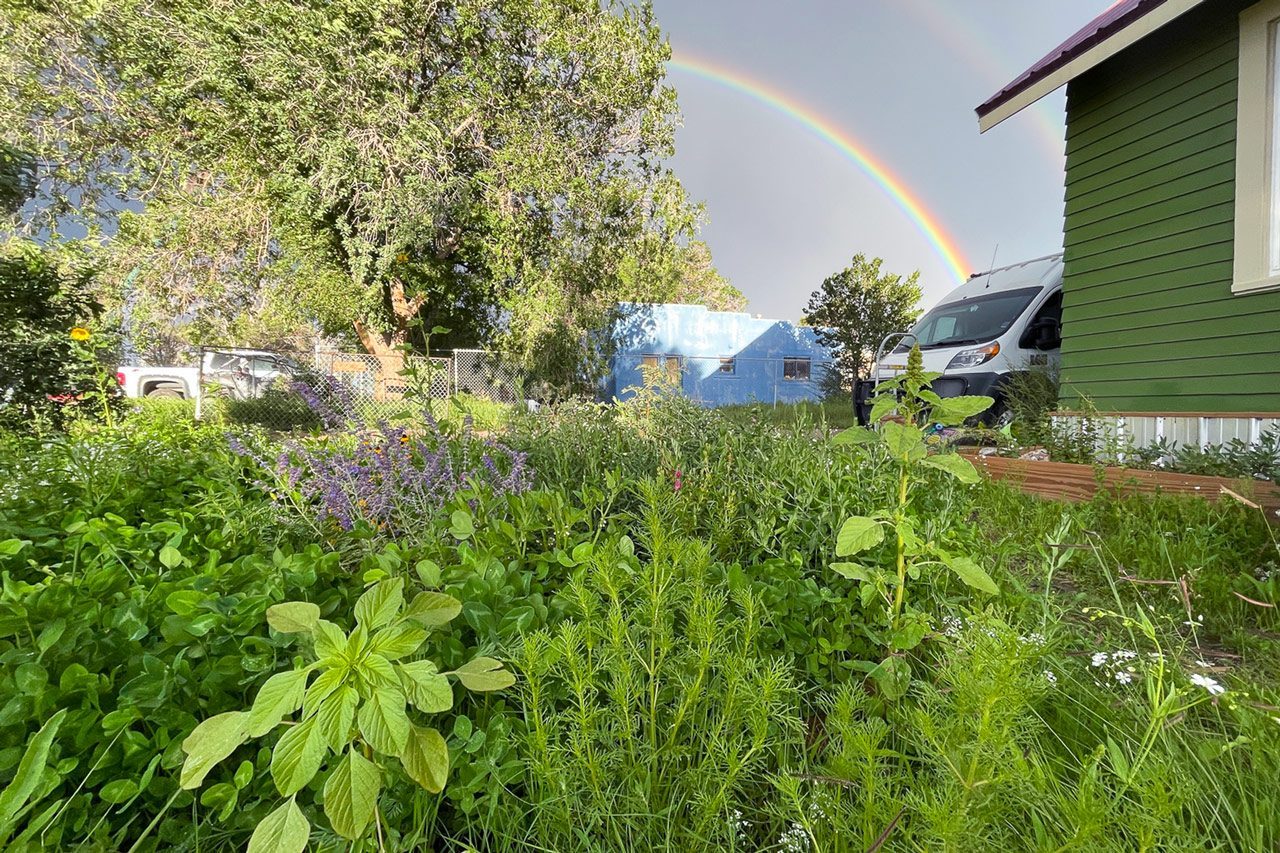 close up of a wildflower meadow in the yard with a rainbow in the background