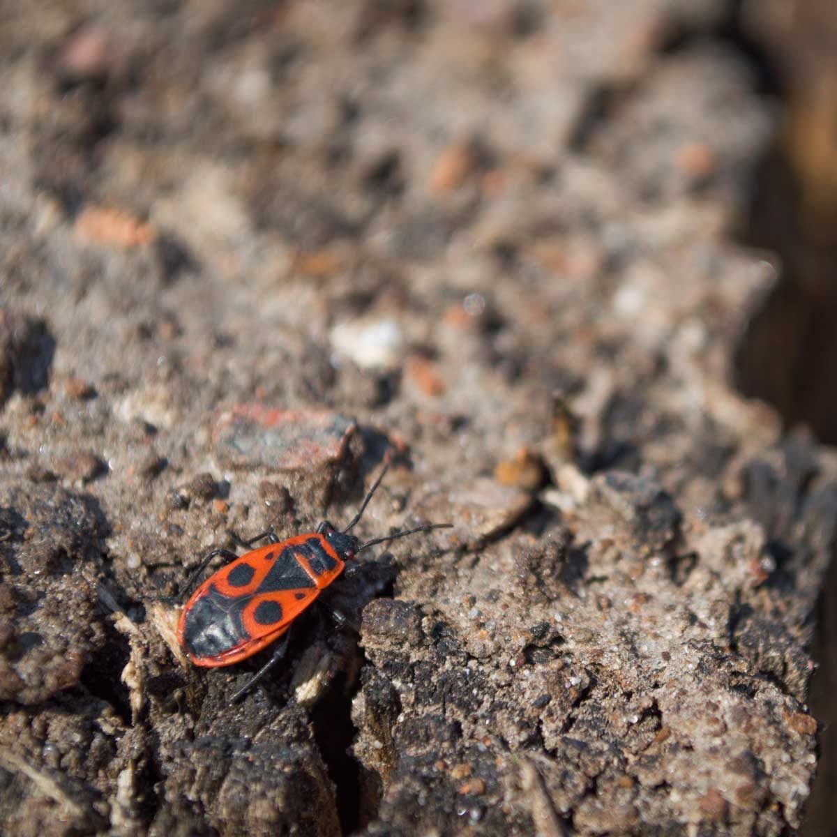 What Are the Red and Black Bugs on My House?