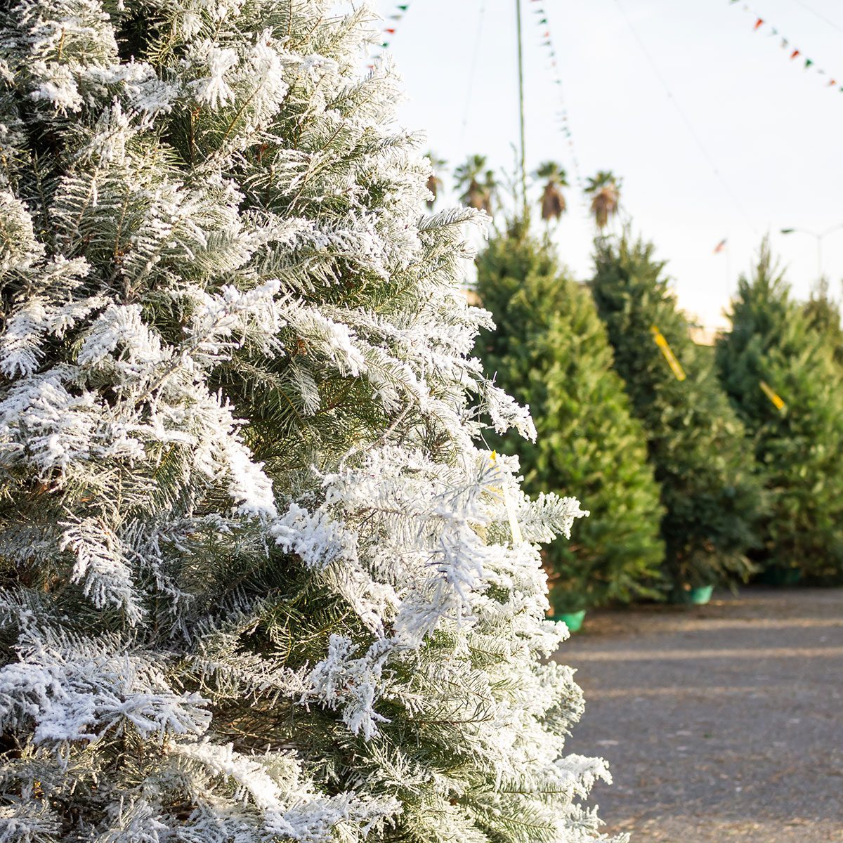 How to DIY a Flocked Christmas Tree
