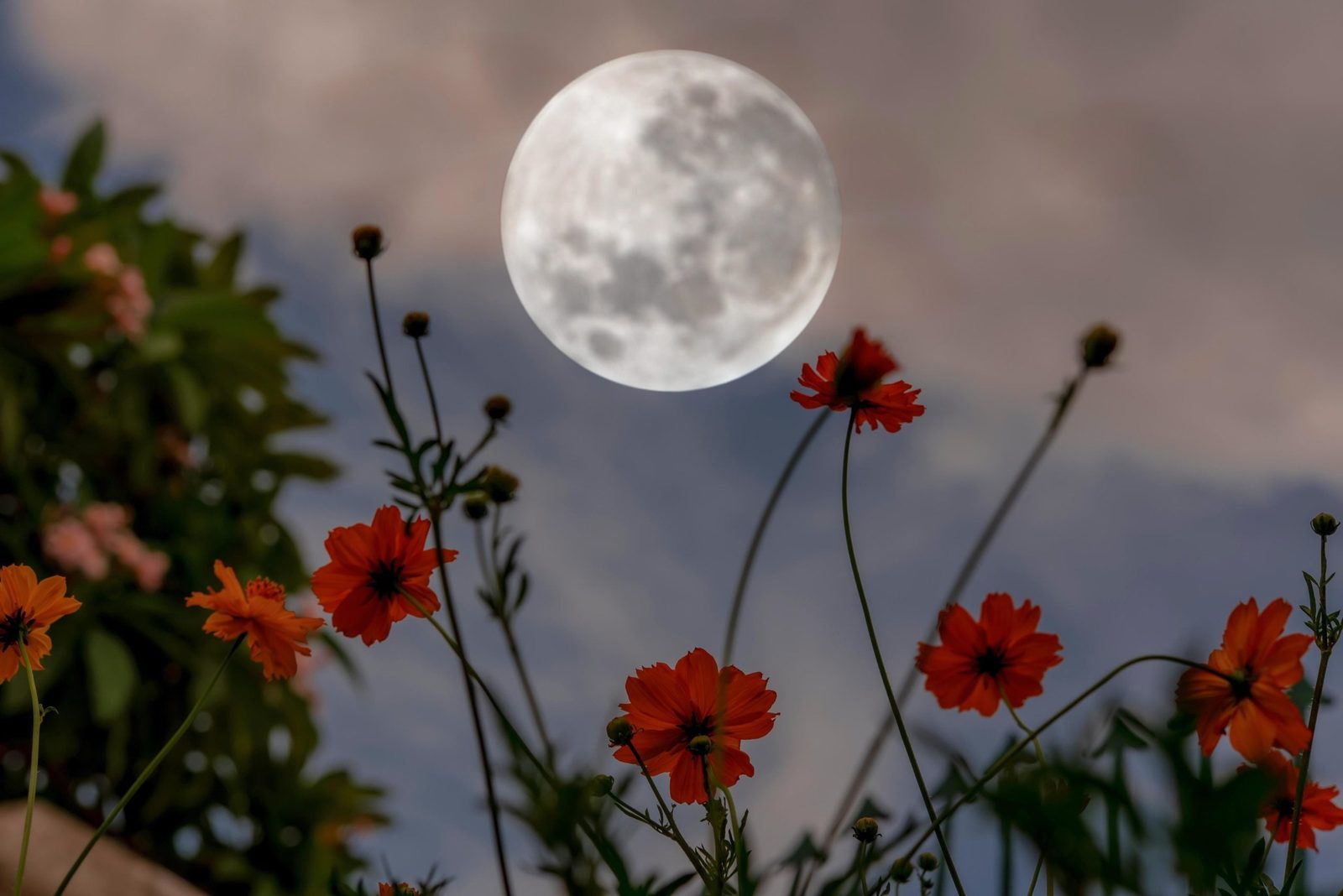 Bright moon hangs above vibrant orange flowers swaying against a cloudy, twilight sky, creating a serene, picturesque scene.