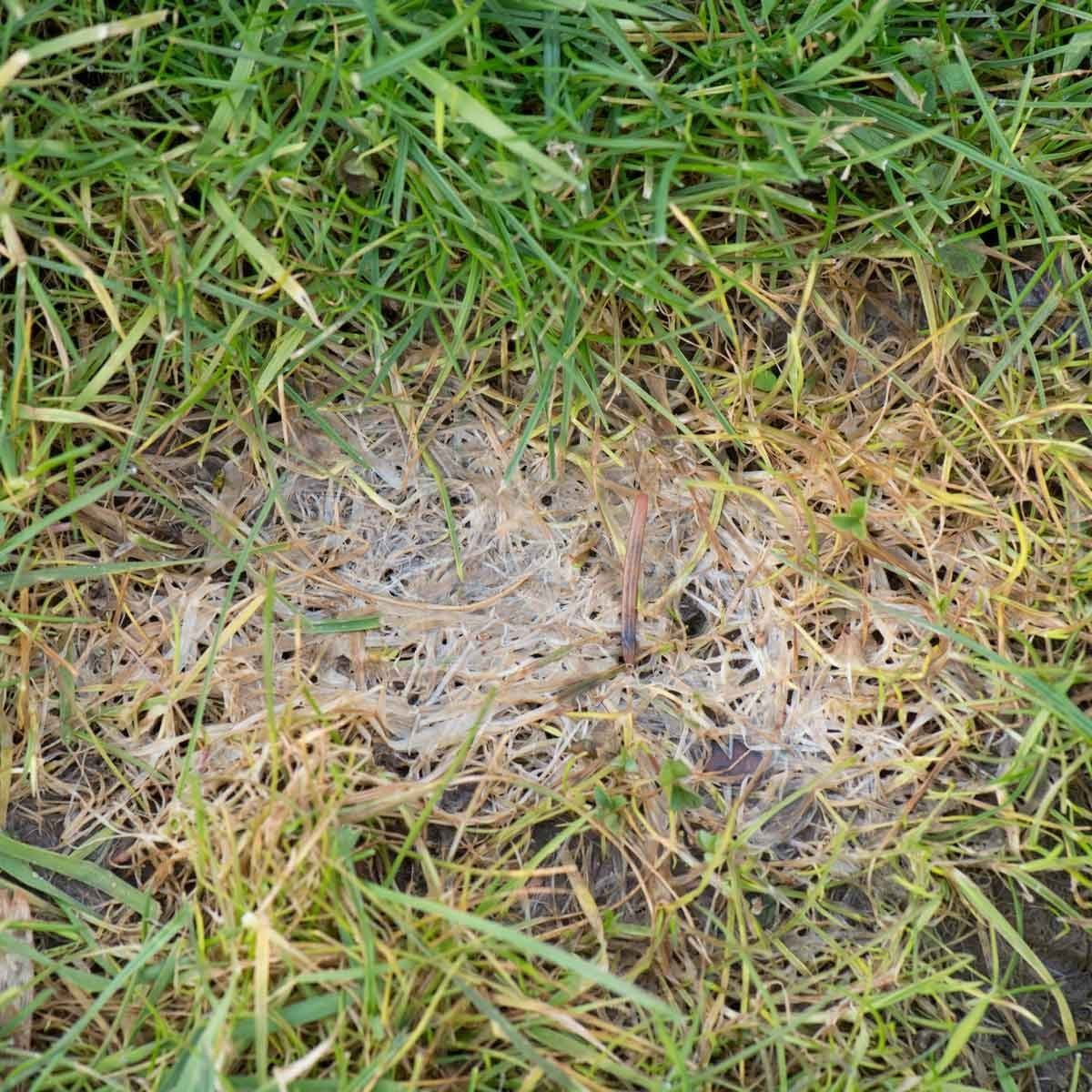 A patch of disturbed earth is surrounded by green grass and dry, yellowish blades, indicating an area of possible decay or decomposition.