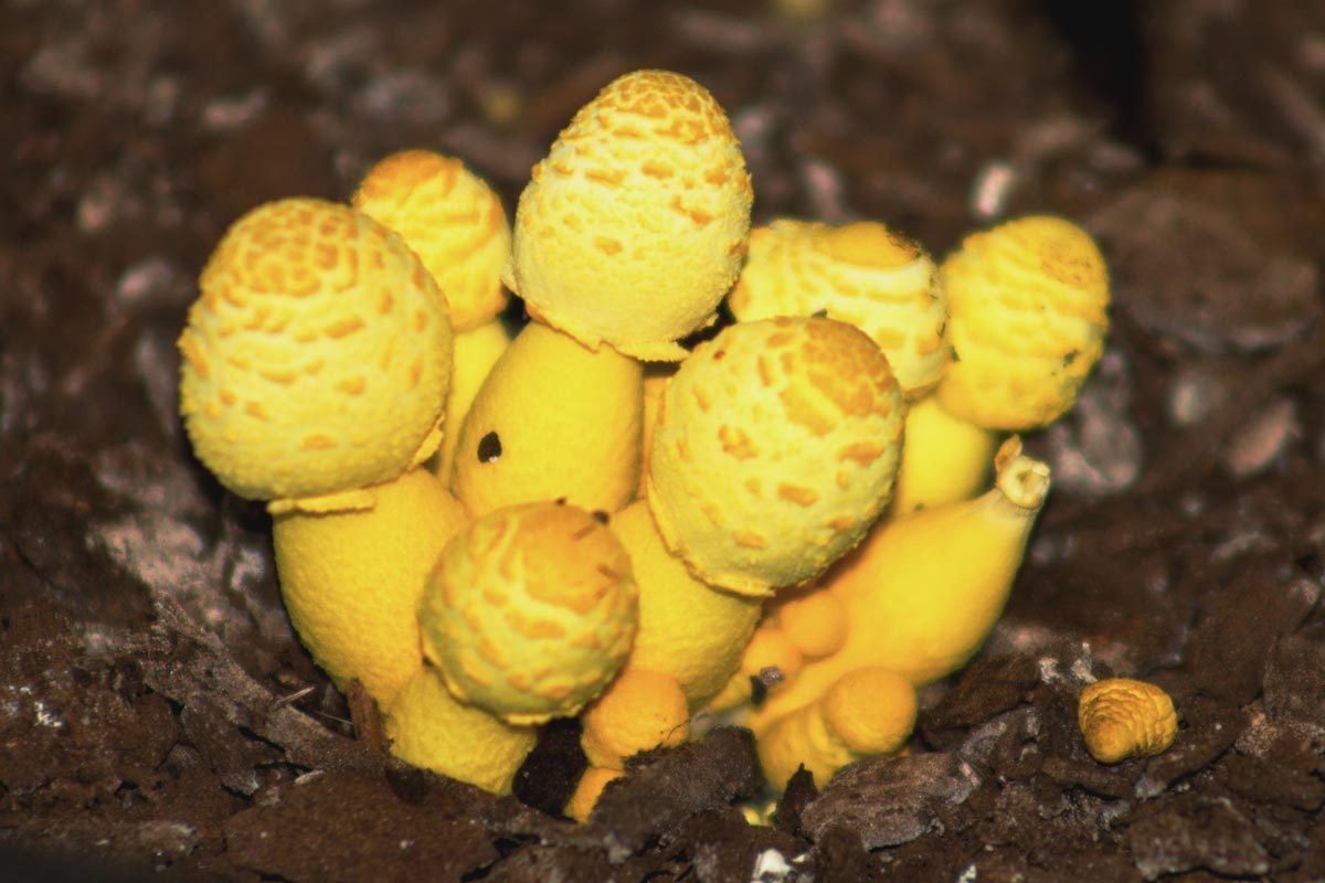 If You See Yellow Mushrooms in Your Houseplant, This Is What It Means