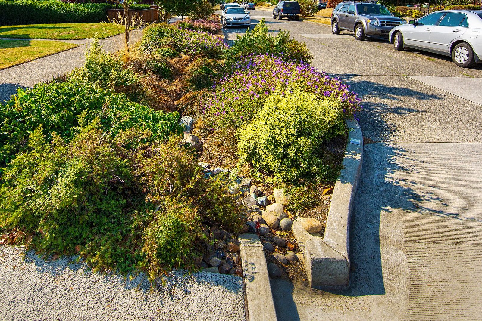 What Exactly Is a Bioswale?