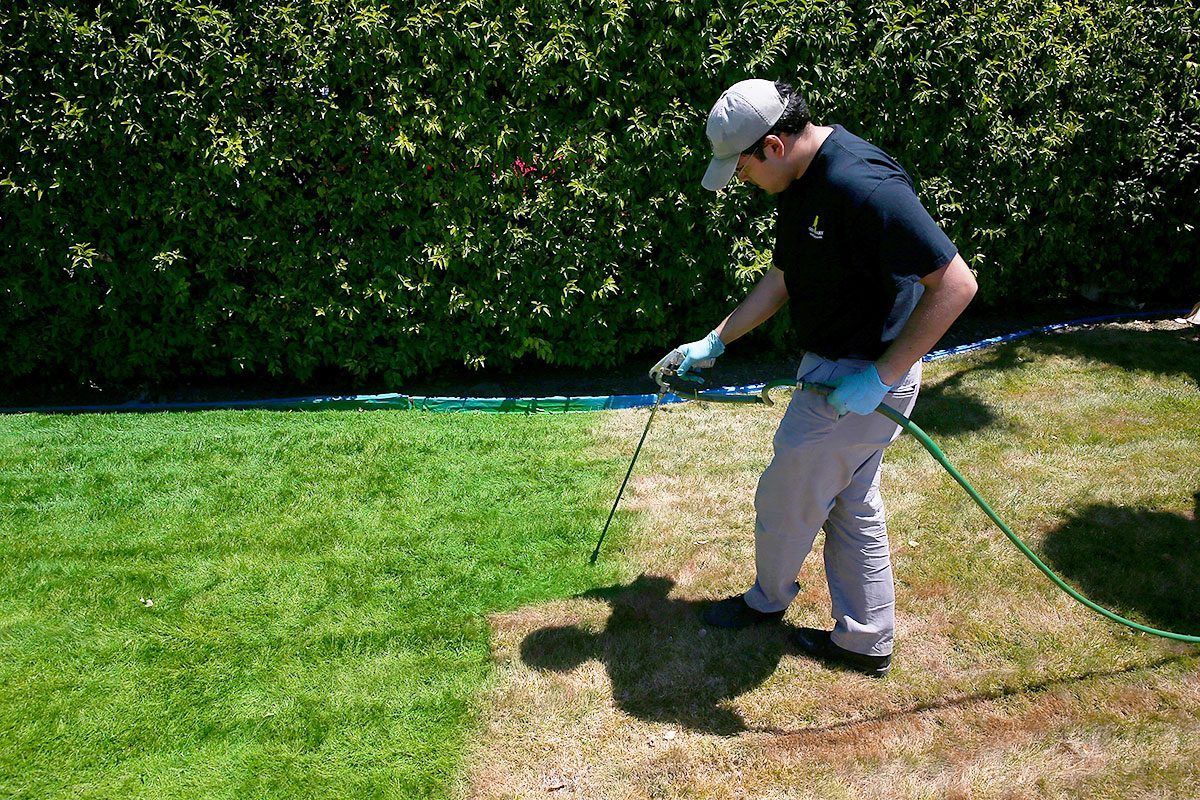 Should You Paint Your Lawn Green? What to Know About This Trend