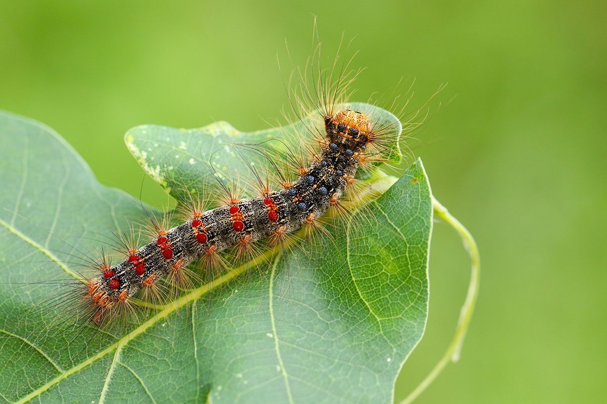 If You See a Spongy Moth, Here's What to Do