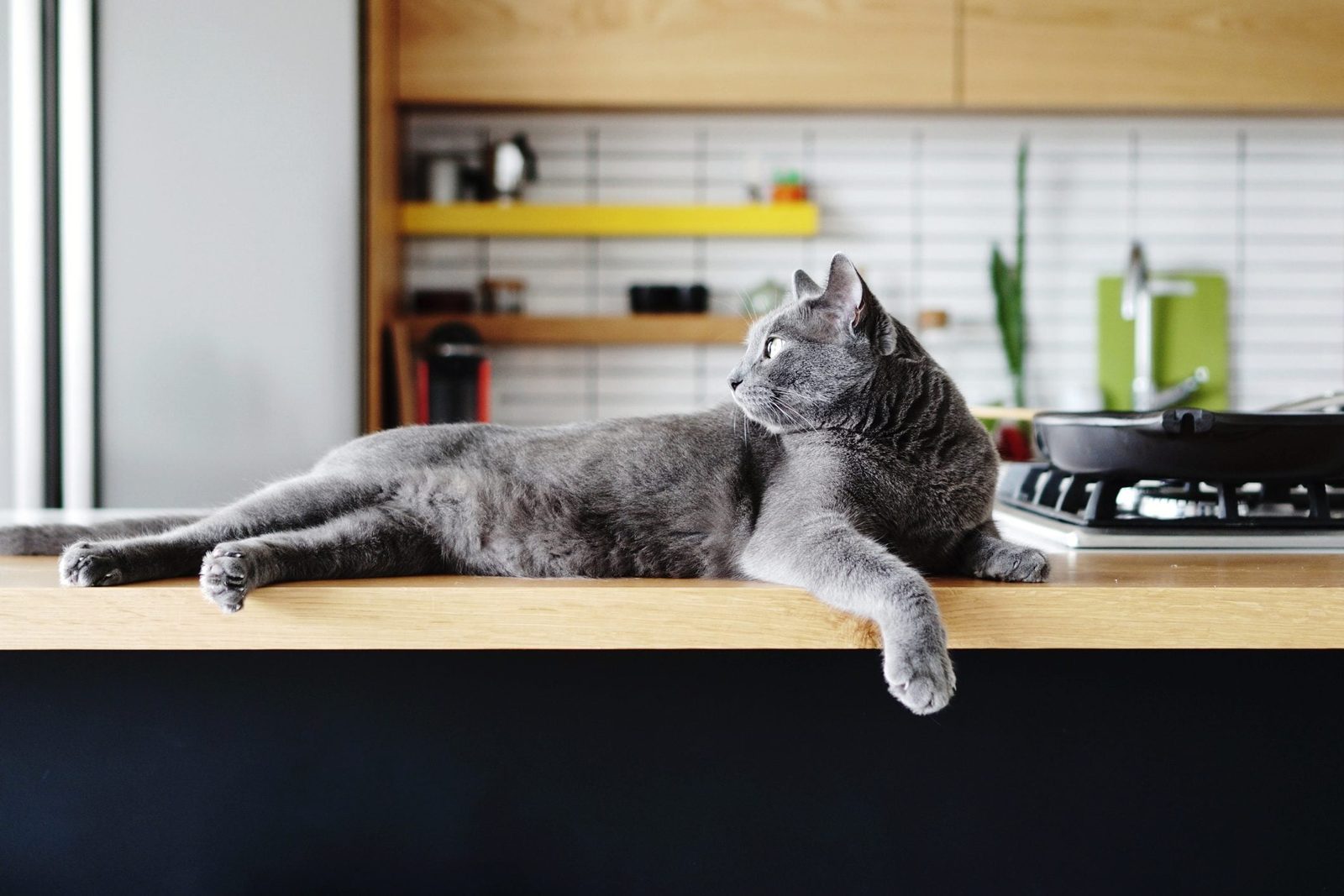 A gray cat lounges on a wooden countertop, calmly observing its surroundings in a modern kitchen with shelves and appliances in the backgrou