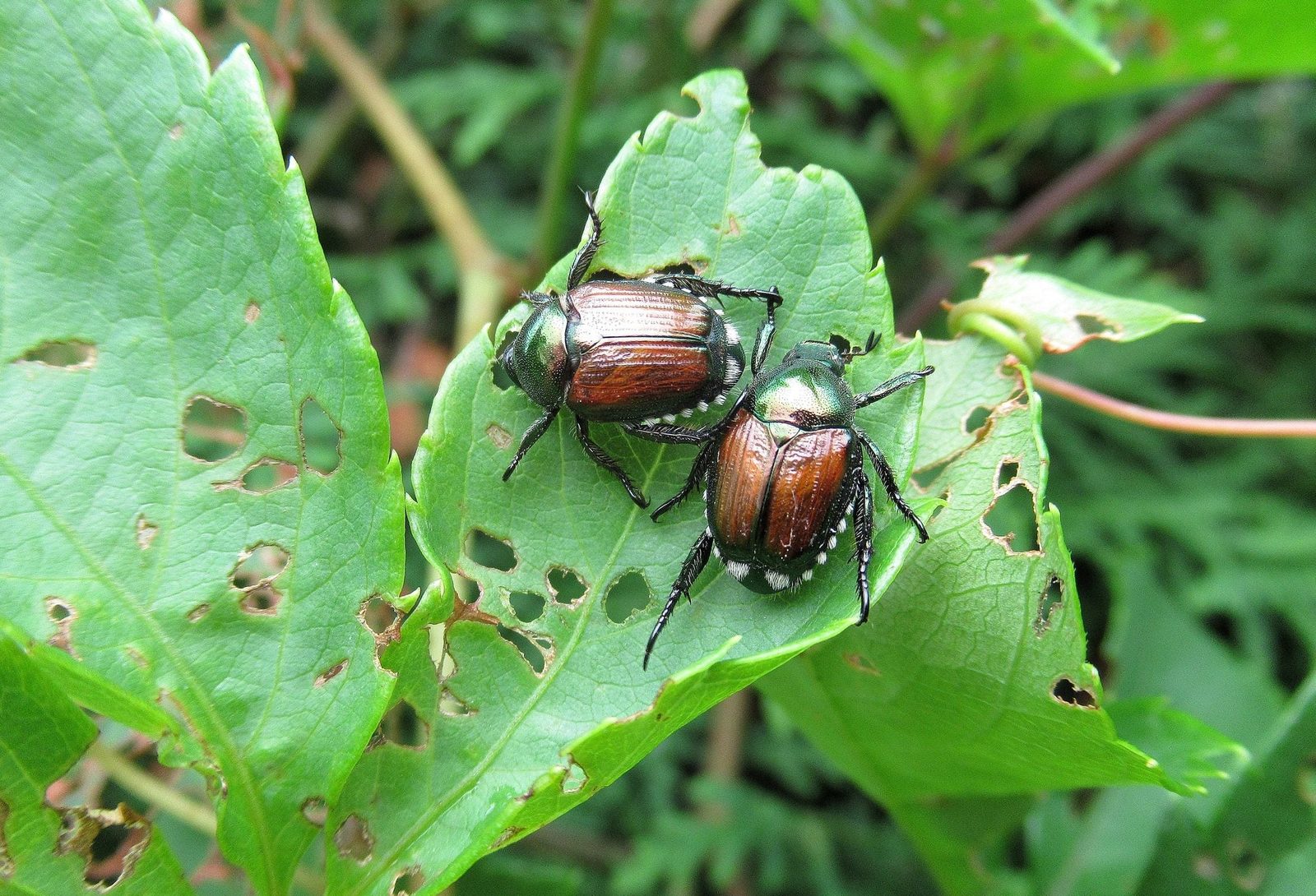Two shiny beetles are resting on a green leaf, which has multiple holes, indicating feeding activity. The background features more foliage.